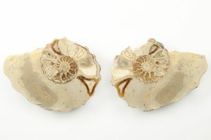 Cut/Polished Calycoceras Ammonite (Pair) - Texas #198213